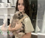 Small Photo #5 Mutt Puppy For Sale in Corona, CA, USA