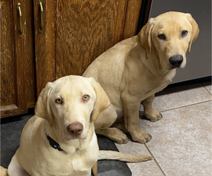 Labrador Retriever Puppy for sale in AURORA, CO, USA
