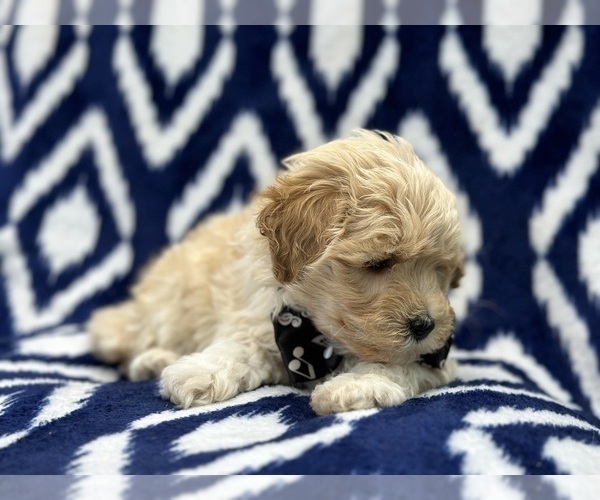 Medium Photo #3 Poovanese Puppy For Sale in LAKELAND, FL, USA