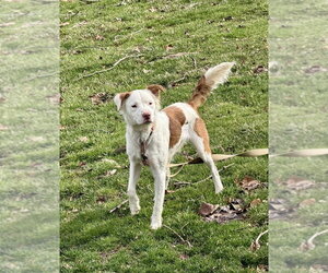 Australian Terrier-Unknown Mix Dogs for adoption in Springdale, PA, USA