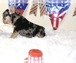 Small Photo #8 French Bulldog Puppy For Sale in RIVERSIDE, CA, USA
