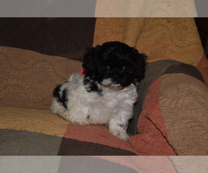 Zuchon Puppy for sale in MOUNT VERNON, IA, USA