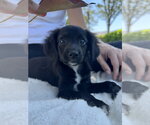 Small #1 Chihuahua Mix