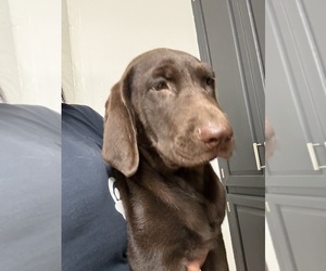 Labrador Retriever Puppy for sale in OSYKA, MS, USA