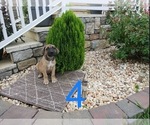 Small Photo #10 Cane Corso Puppy For Sale in MONTPELIER, VA, USA
