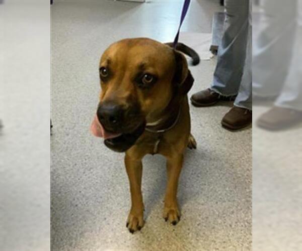 Medium Photo #1 Boxer-Unknown Mix Puppy For Sale in Visalia, CA, USA