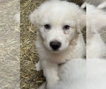 Small #4 Great Pyrenees