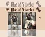 Puppy Blue German Shepherd Dog-Siberian Husky Mix