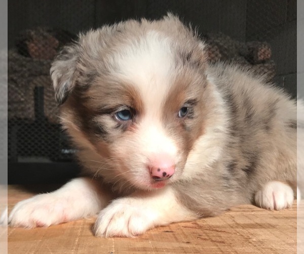 Medium Photo #11 Australian Shepherd Puppy For Sale in ARBA, IN, USA
