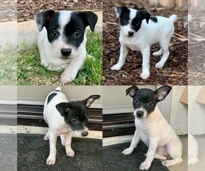 Rat Terrier Puppy for sale in WINCHESTER, CA, USA