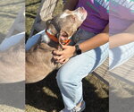 Small #2 Mutt