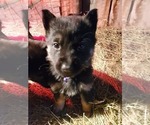 Small Photo #16 German Shepherd Dog Puppy For Sale in COWGILL, MO, USA