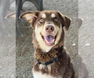 Siberian Husky Dogs for adoption in Woodland, CA, USA
