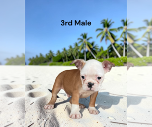Boston Terrier Puppy for sale in EWING, KY, USA