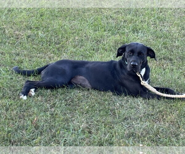 Medium Photo #8 Labrador Retriever-Unknown Mix Puppy For Sale in Rustburg, VA, USA