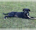 Small #7 Labrador Retriever Mix