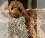 Small Photo #1 Goldendoodle Puppy For Sale in ESSEX, VT, USA