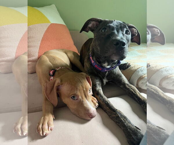 Medium Photo #4 Mutt Puppy For Sale in Philadelphia, PA, USA