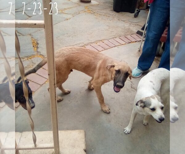 Medium Photo #17 Mutt Puppy For Sale in Apple Valley, CA, USA