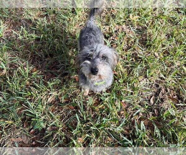 Medium Photo #4 Mutt Puppy For Sale in Missouri City, TX, USA