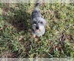 Small #3 Mutt