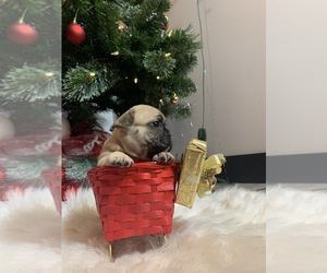French Bulldog Puppy for sale in JACKSONVILLE, FL, USA
