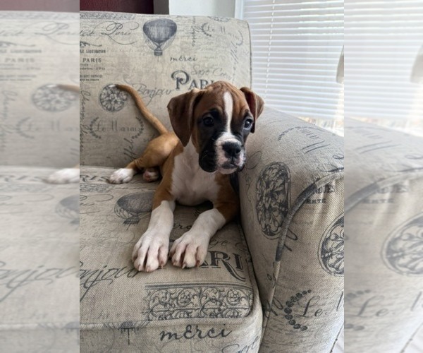 Medium Photo #5 Boxer Puppy For Sale in KISSIMMEE, FL, USA