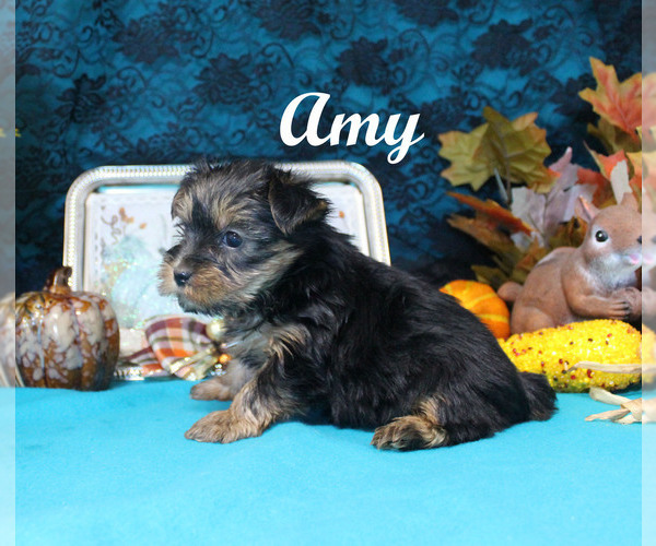 Full screen Photo #7 Yorkshire Terrier Puppy For Sale in CHANUTE, KS, USA