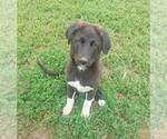 Small #2 Mutt