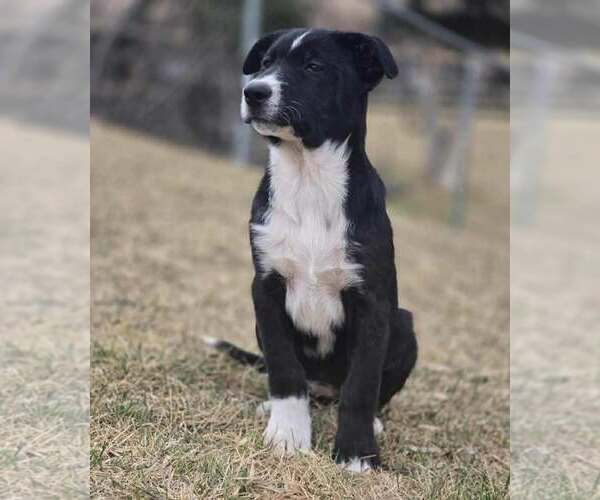 Medium Photo #2 Border Collie-Unknown Mix Puppy For Sale in Chinook, MT, USA