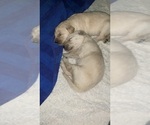 Small Photo #5 Goldendoodle Puppy For Sale in COATESVILLE, PA, USA