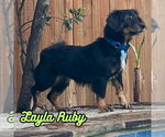 Small #12 Dachshund Mix