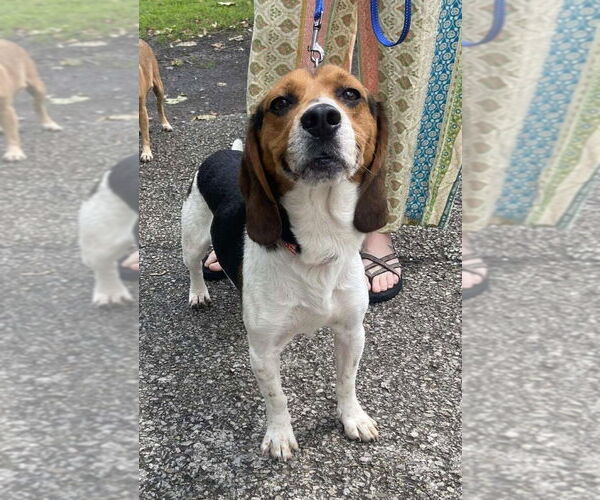 Medium Photo #4 Beagle-Unknown Mix Puppy For Sale in Springdale, PA, USA