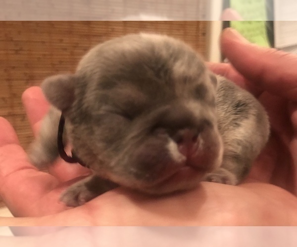 Medium Photo #10 French Bulldog Puppy For Sale in PLACERVILLE, CA, USA