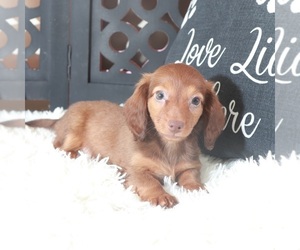 Dachshund Puppy for Sale in MOUNT VERNON, Ohio USA