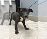 Small Labrador Retriever Mix