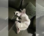 Small #7 German Shepherd Dog-Great Pyrenees Mix