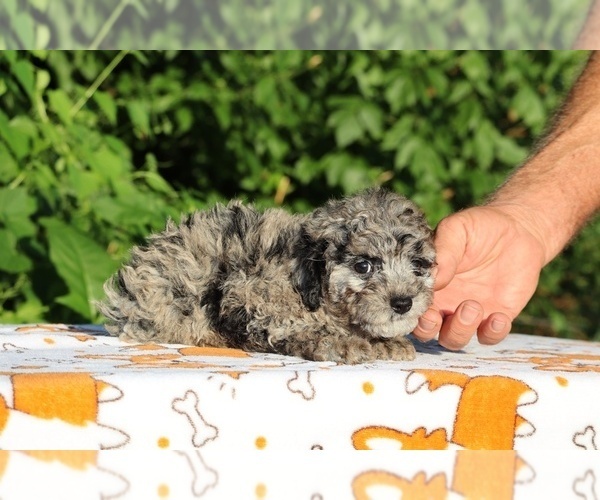 Medium Photo #17 Poodle (Toy) Puppy For Sale in DYERSBURG, TN, USA