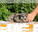 Small #16 Poodle (Toy)