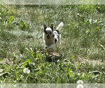 Small Photo #6 Chiranian Puppy For Sale in Grafton, WI, USA