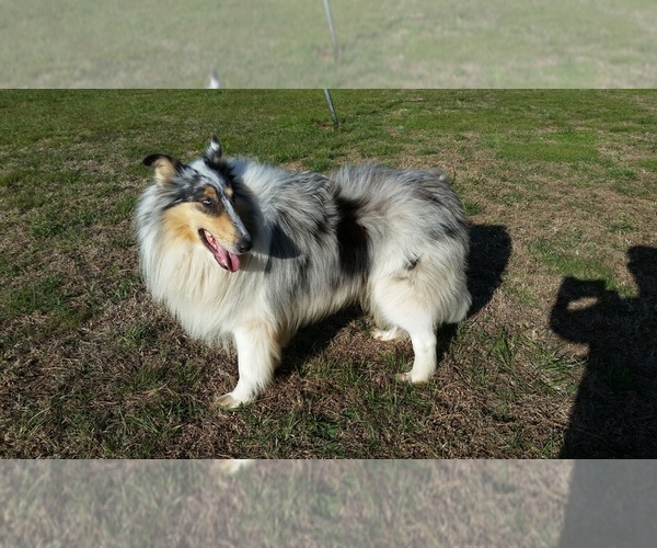 Medium Photo #1 Collie Puppy For Sale in PORT HAYWOOD, VA, USA