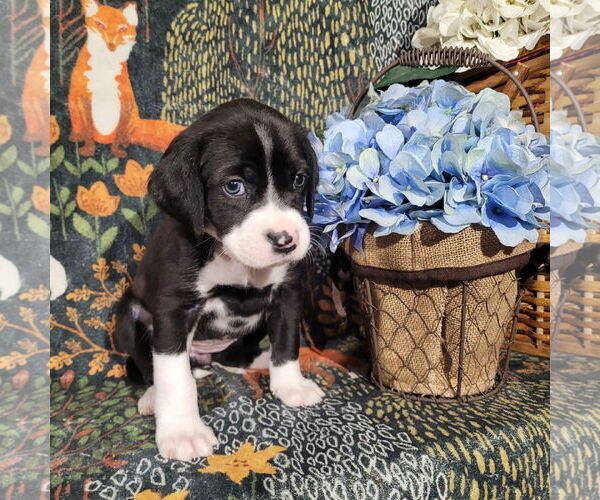 Medium Photo #2 Mutt Puppy For Sale in Holly Springs, NC, USA