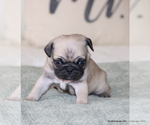 Puppy Pippa Pug
