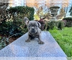 Small Photo #234 French Bulldog Puppy For Sale in HAYWARD, CA, USA
