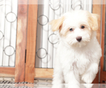 Small #2 Maltipoo