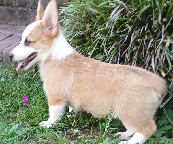 Medium Photo #5 Pembroke Welsh Corgi Puppy For Sale in BEULAVILLE, NC, USA