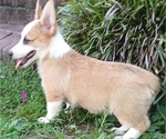 Small #4 Pembroke Welsh Corgi
