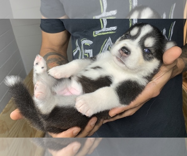 Medium Photo #4 Alusky Puppy For Sale in ORLANDO, FL, USA