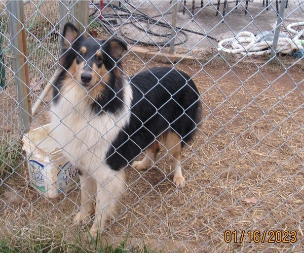 Medium Photo #6 Collie Puppy For Sale in HIGH POINT, NC, USA