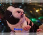 Puppy 3 Boston Terrier